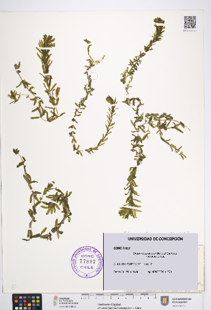 Elodea potamogeton [Espécimen: UDEC:CONC:0077807]