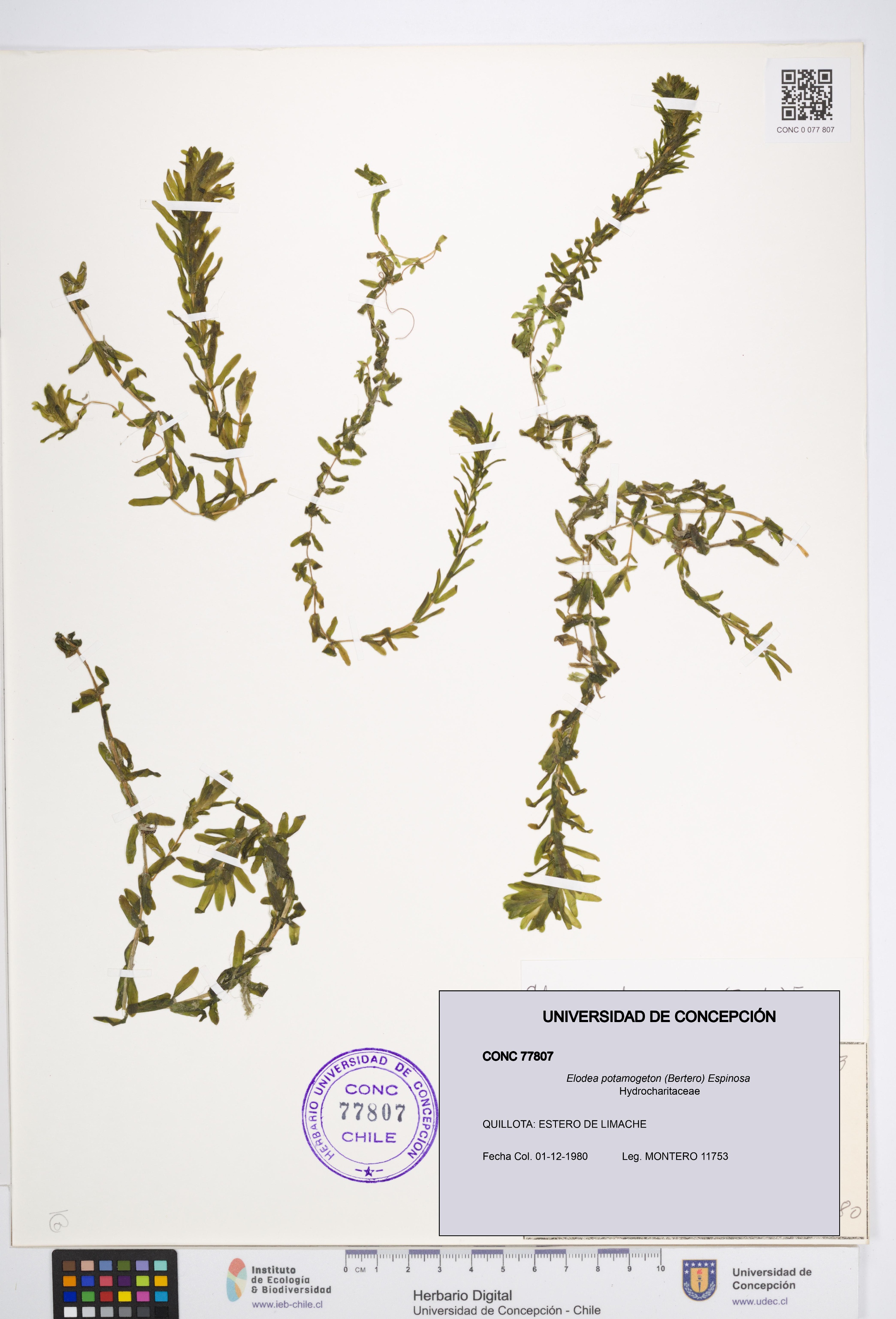 Elodea potamogeton [Espécimen: UDEC:CONC:0077807]