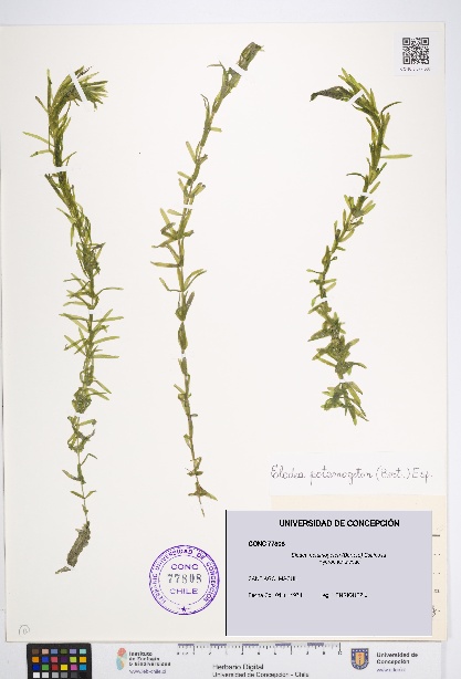 Elodea potamogeton [Espécimen: UDEC:CONC:0077808]