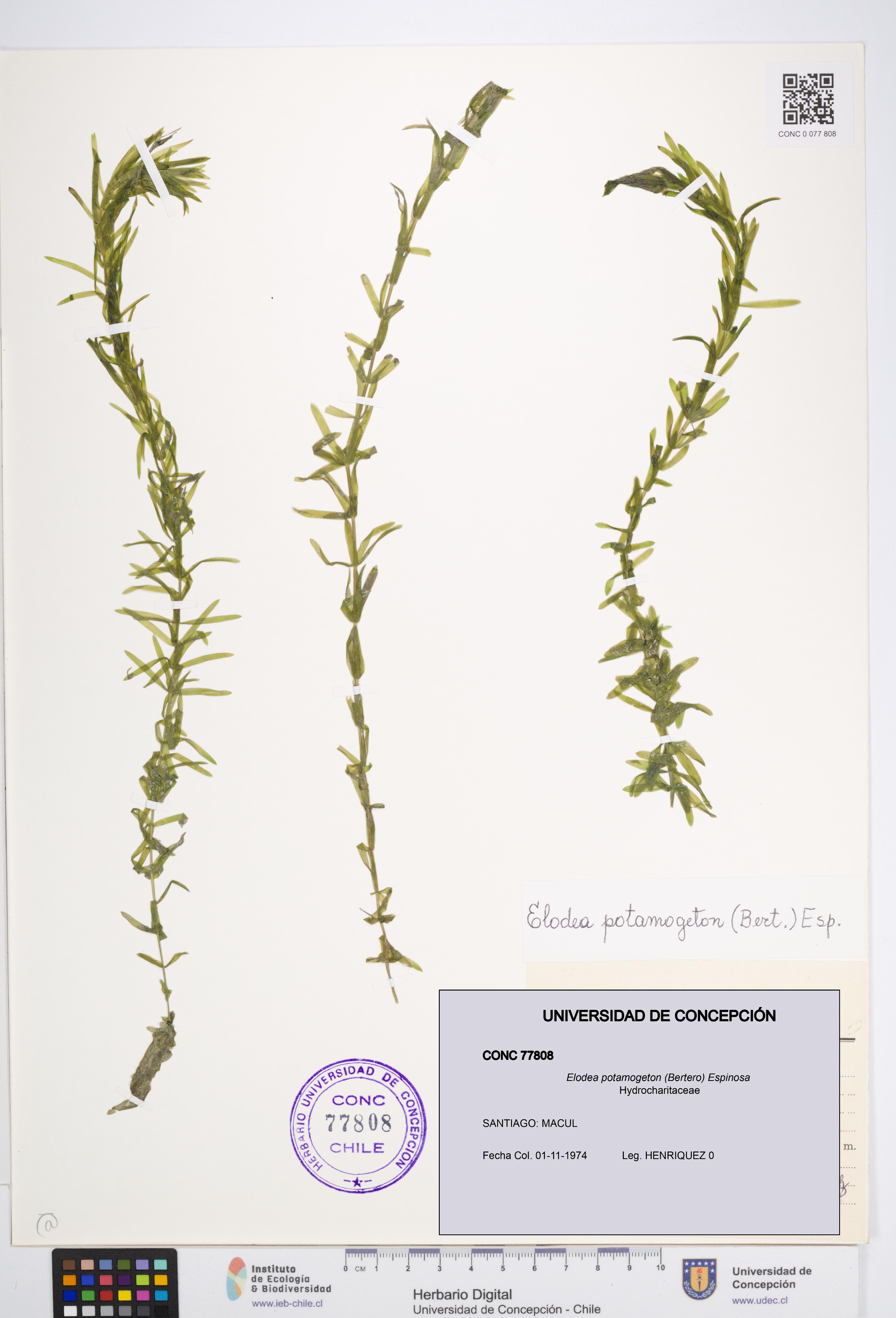 Elodea potamogeton [Espécimen: UDEC:CONC:0077808]