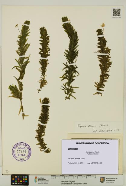Egeria densa [Espécimen: UDEC:CONC:0077809]
