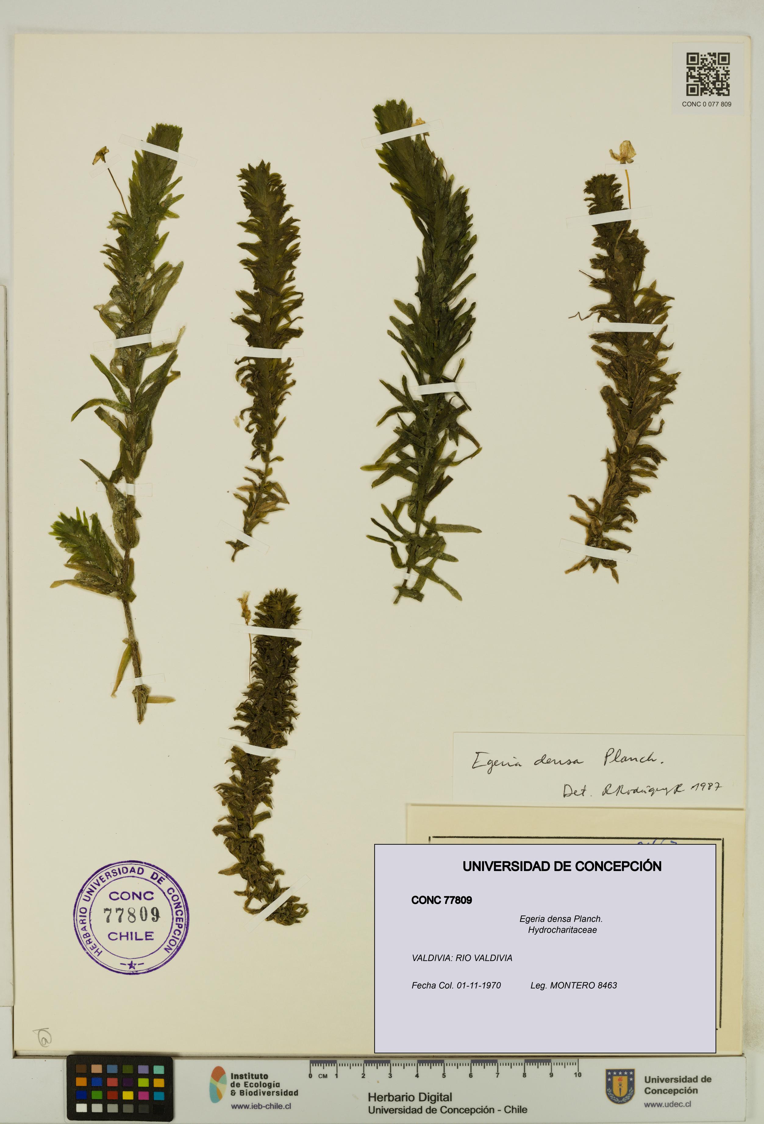 Egeria densa [Espécimen: UDEC:CONC:0077809]
