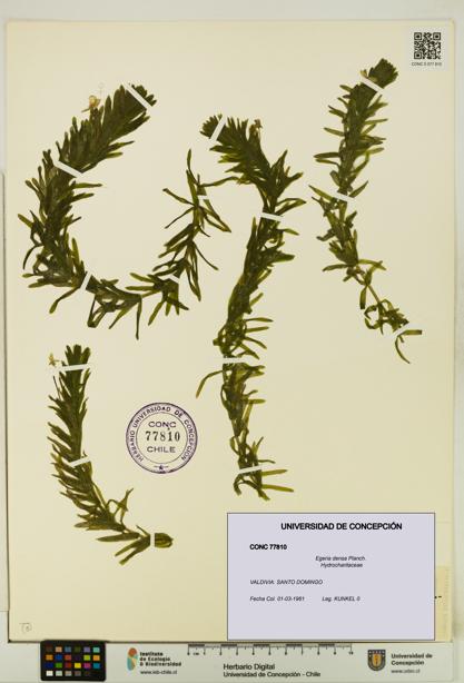 Egeria densa [Espécimen: UDEC:CONC:0077810]