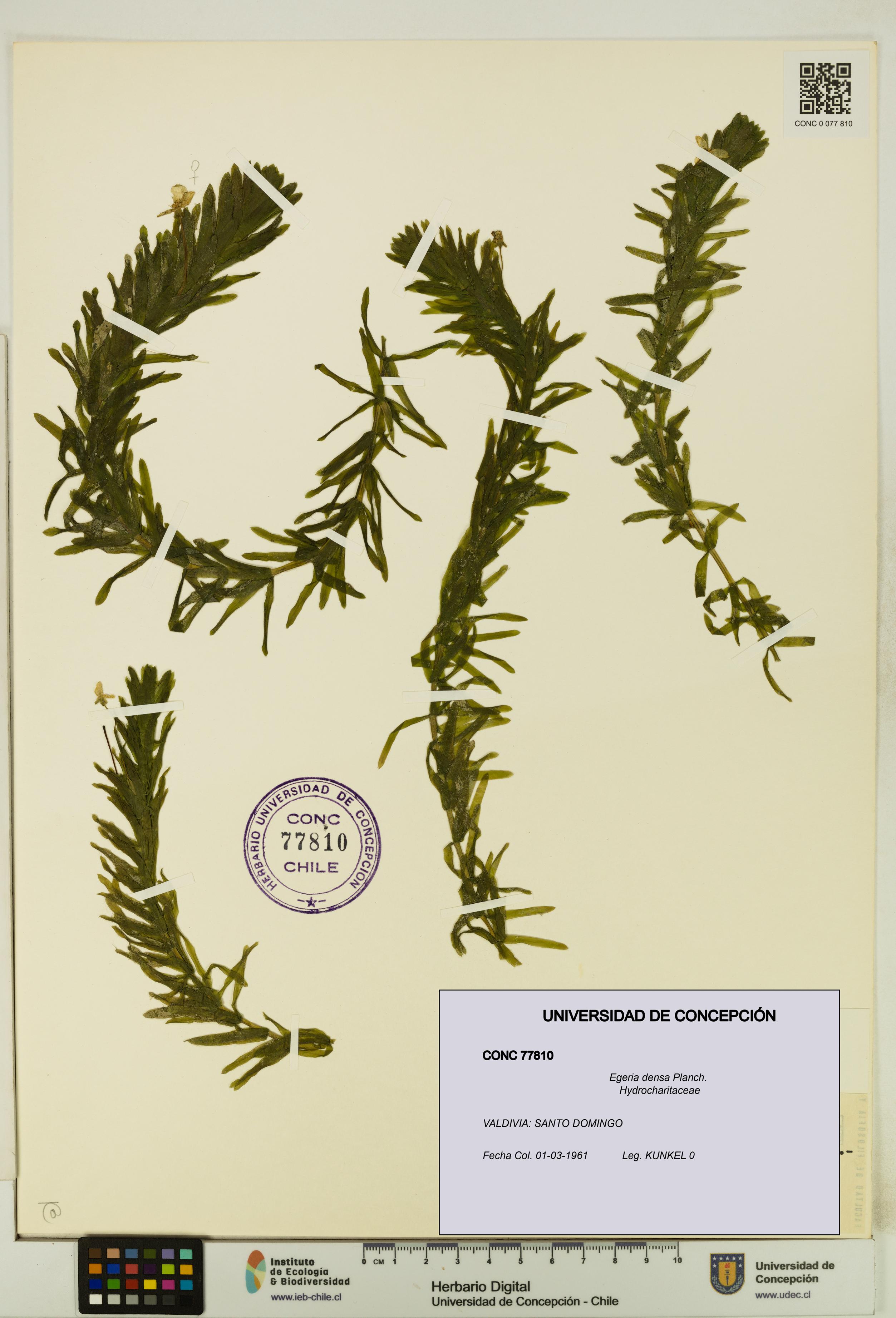 Egeria densa [Espécimen: UDEC:CONC:0077810]