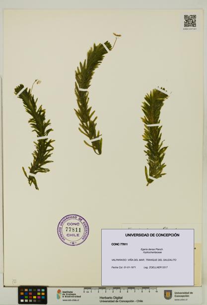 Egeria densa [Espécimen: UDEC:CONC:0077811]