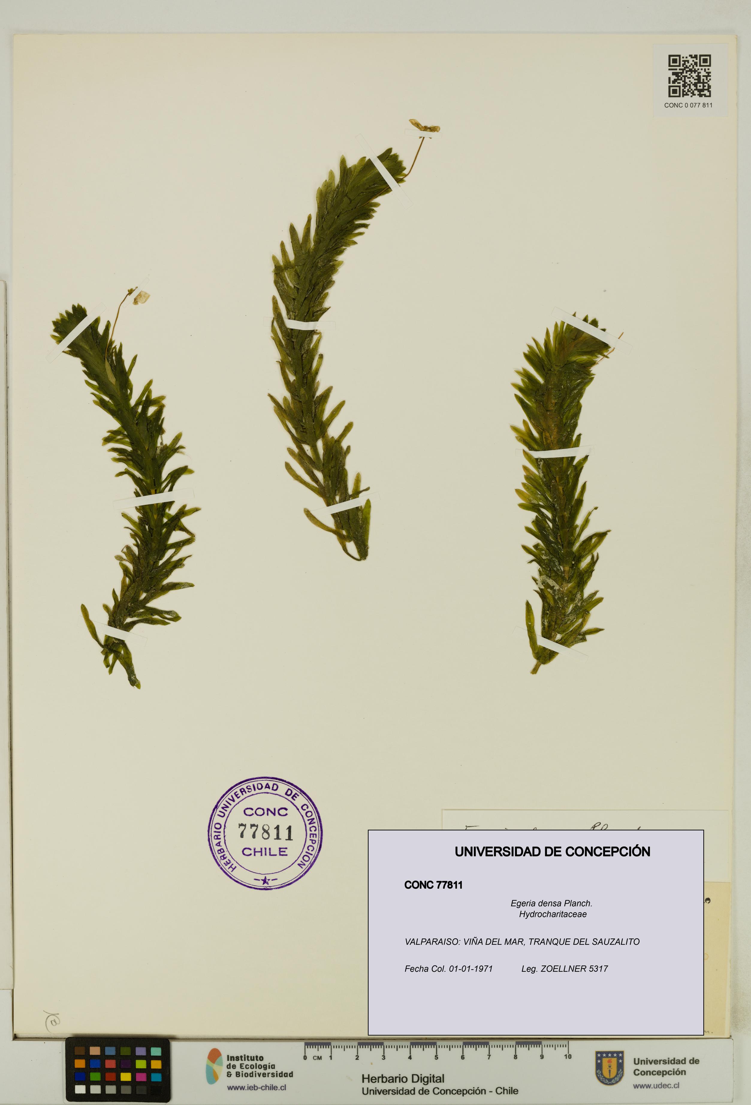 Egeria densa [Espécimen: UDEC:CONC:0077811]