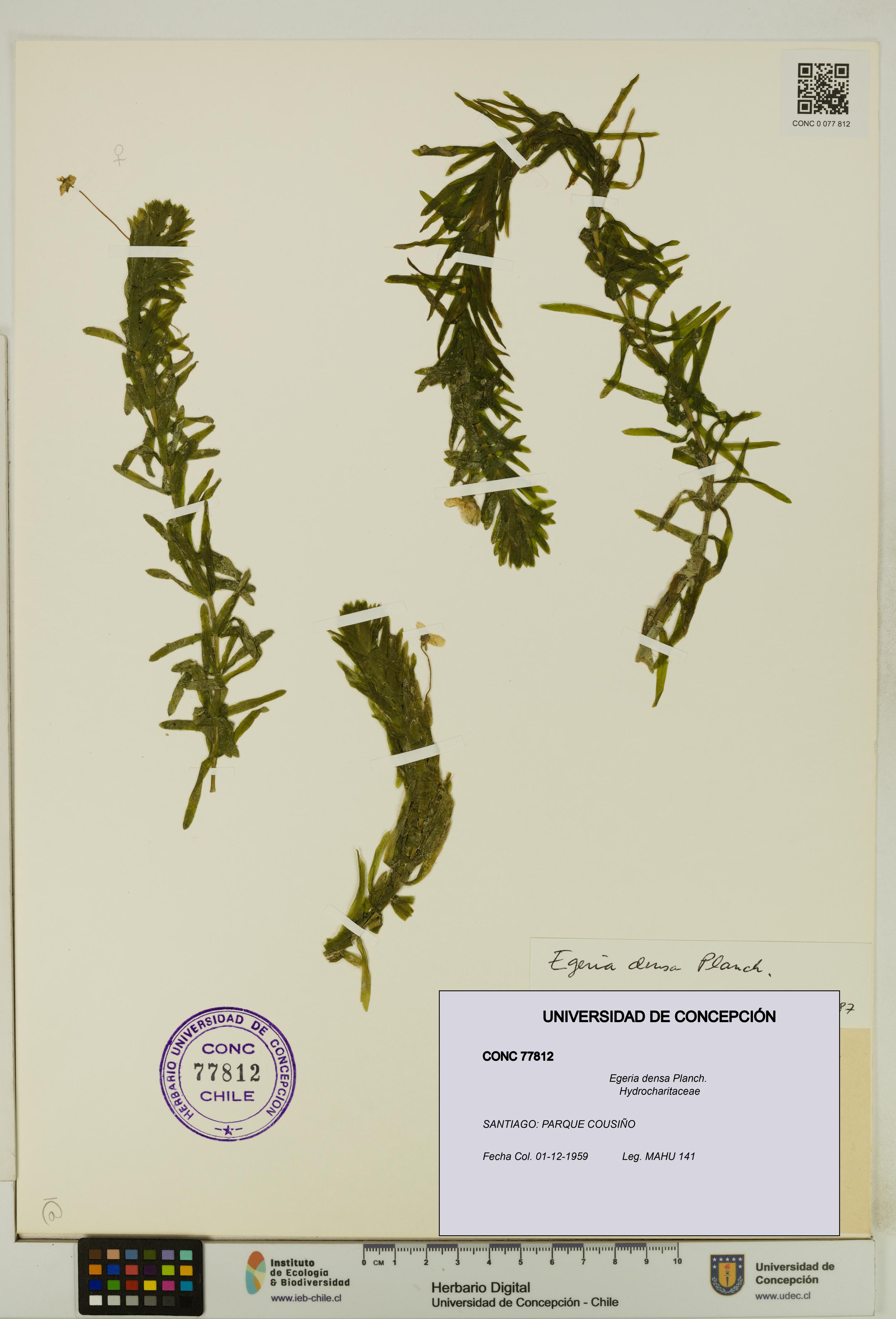 Egeria densa [Espécimen: UDEC:CONC:0077812]
