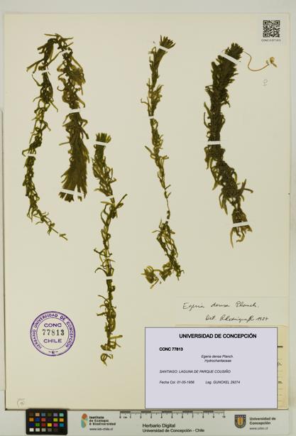 Egeria densa [Espécimen: UDEC:CONC:0077813]