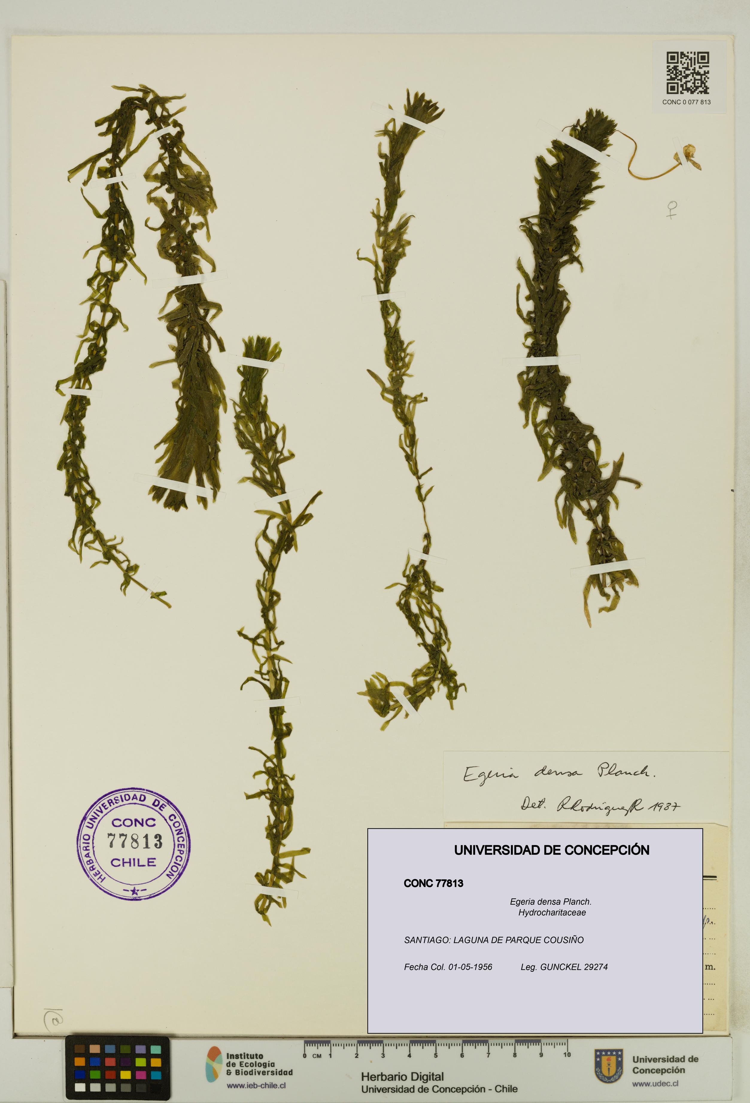 Egeria densa [Espécimen: UDEC:CONC:0077813]