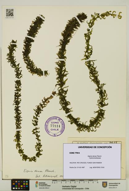 Egeria densa [Espécimen: UDEC:CONC:0077814]