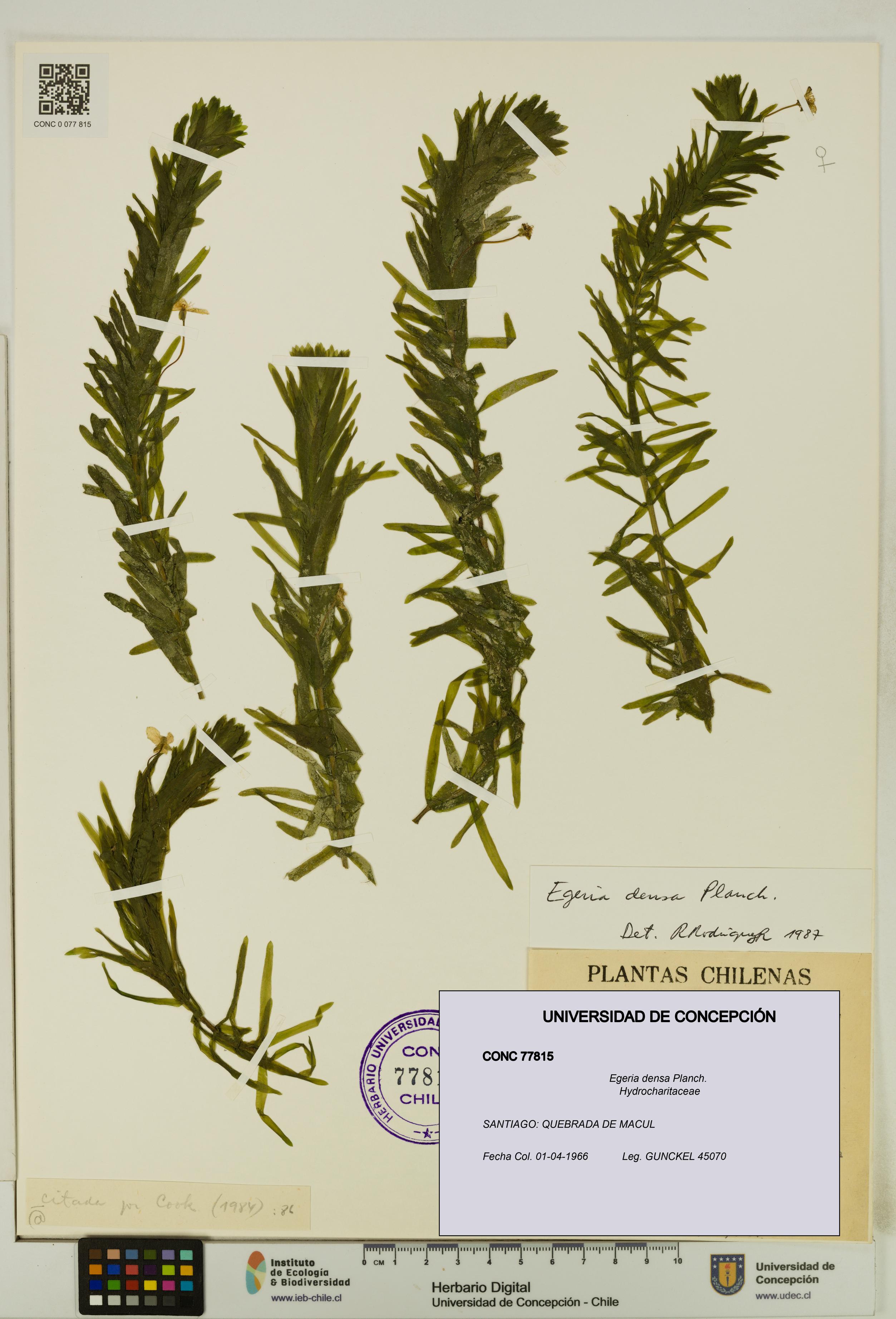 Egeria densa [Espécimen: UDEC:CONC:0077815]