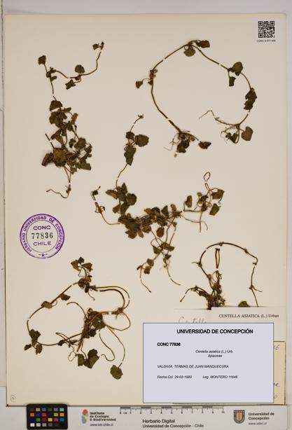 Centella asiatica [Espécimen: ]