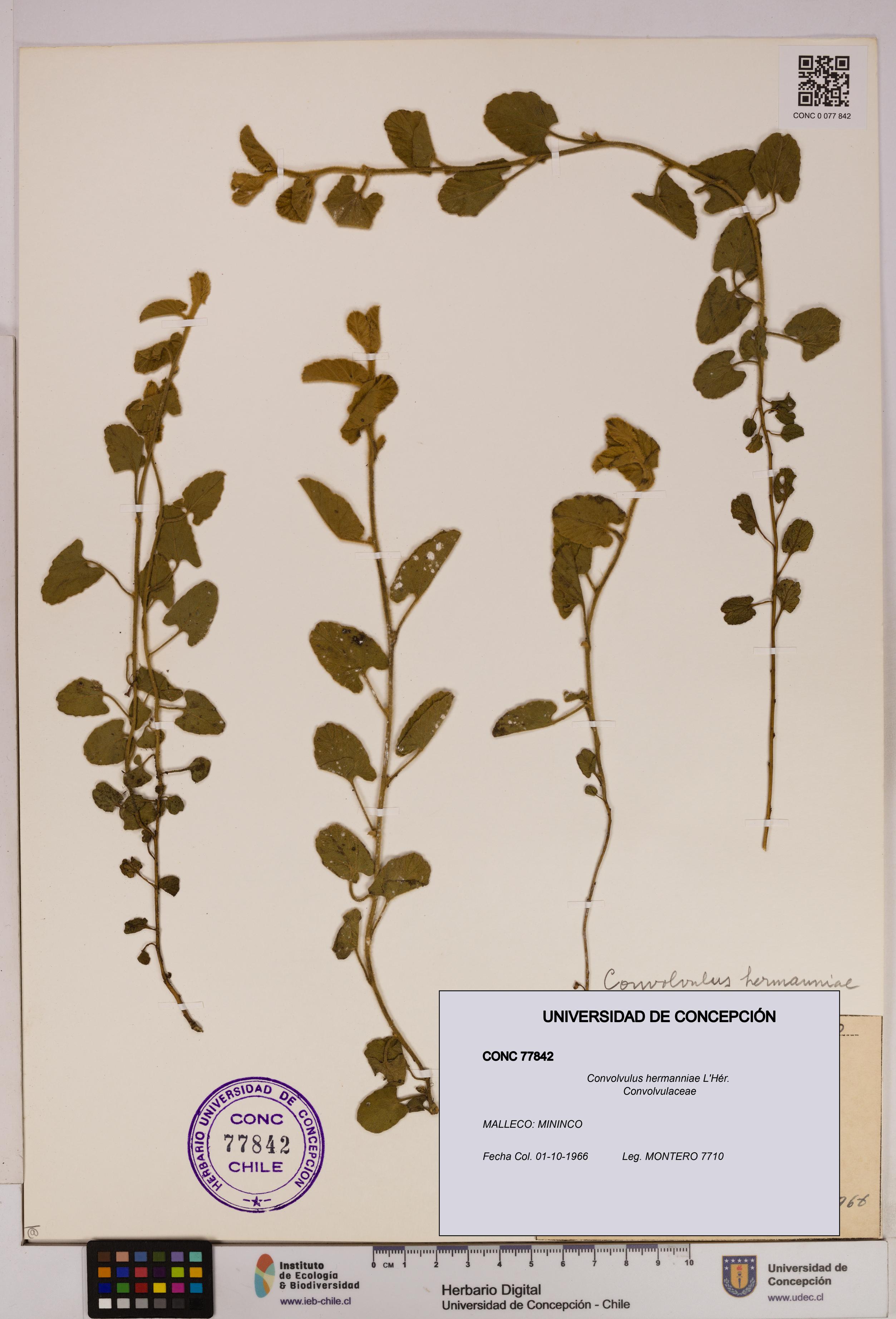 Convolvulus hermanniae [Espécimen: UDEC:CONC:0077842]
