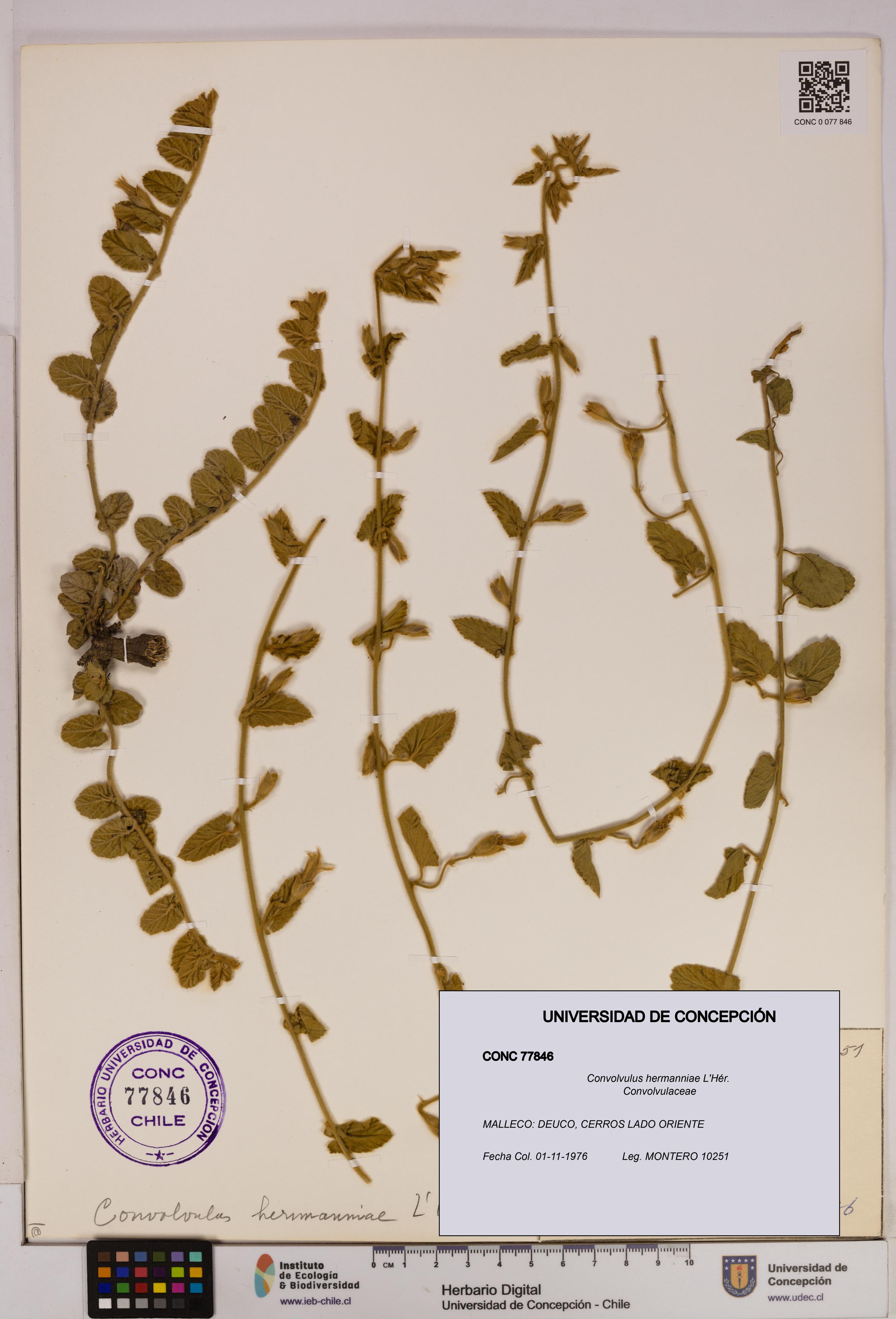 Convolvulus hermanniae [Espécimen: UDEC:CONC:0077846]