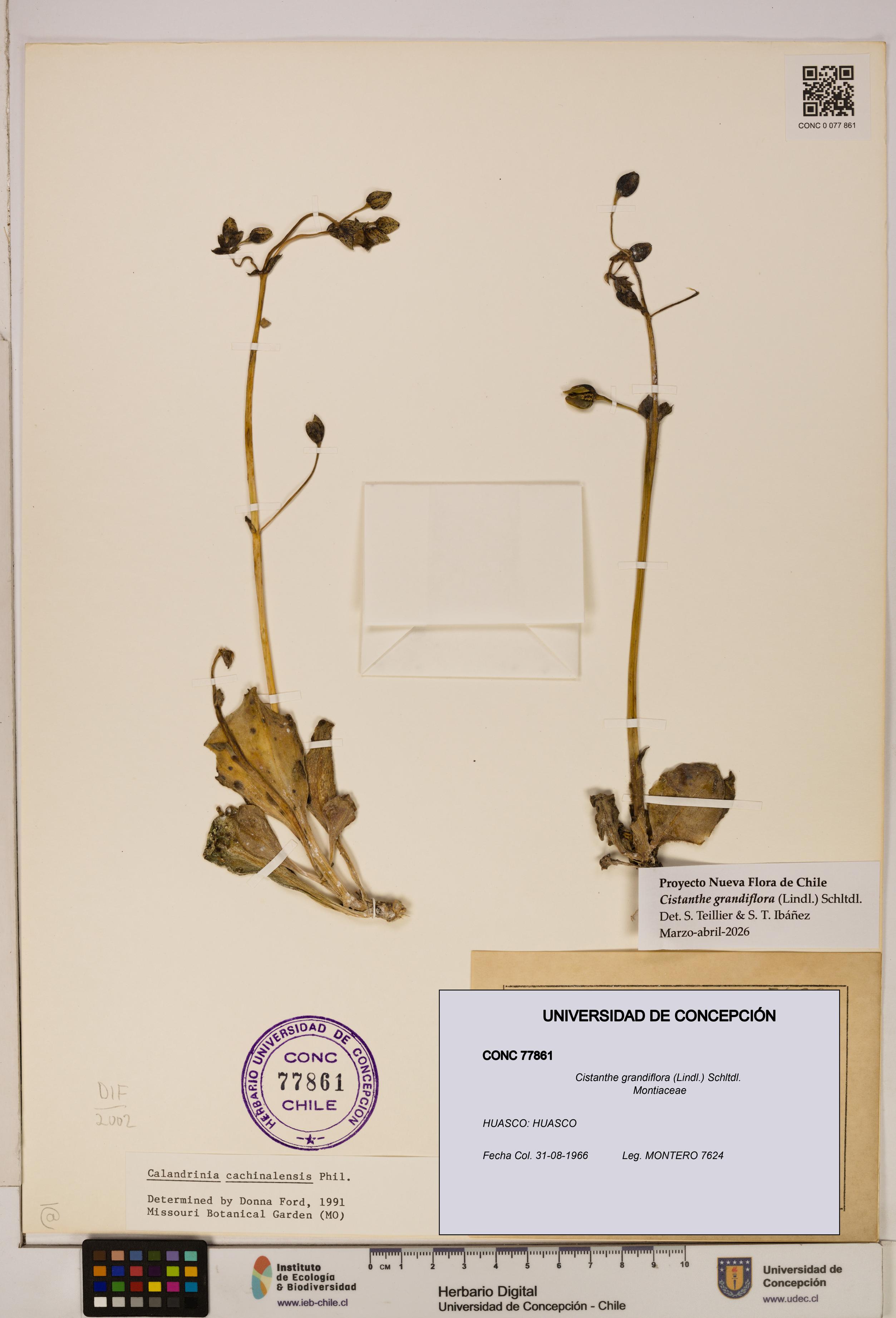 Cistanthe grandiflora [Espécimen: UDEC:CONC:0077861]