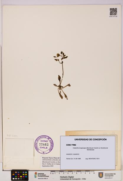 Cistanthe longiscapa [Espécimen: UDEC:CONC:0077862]