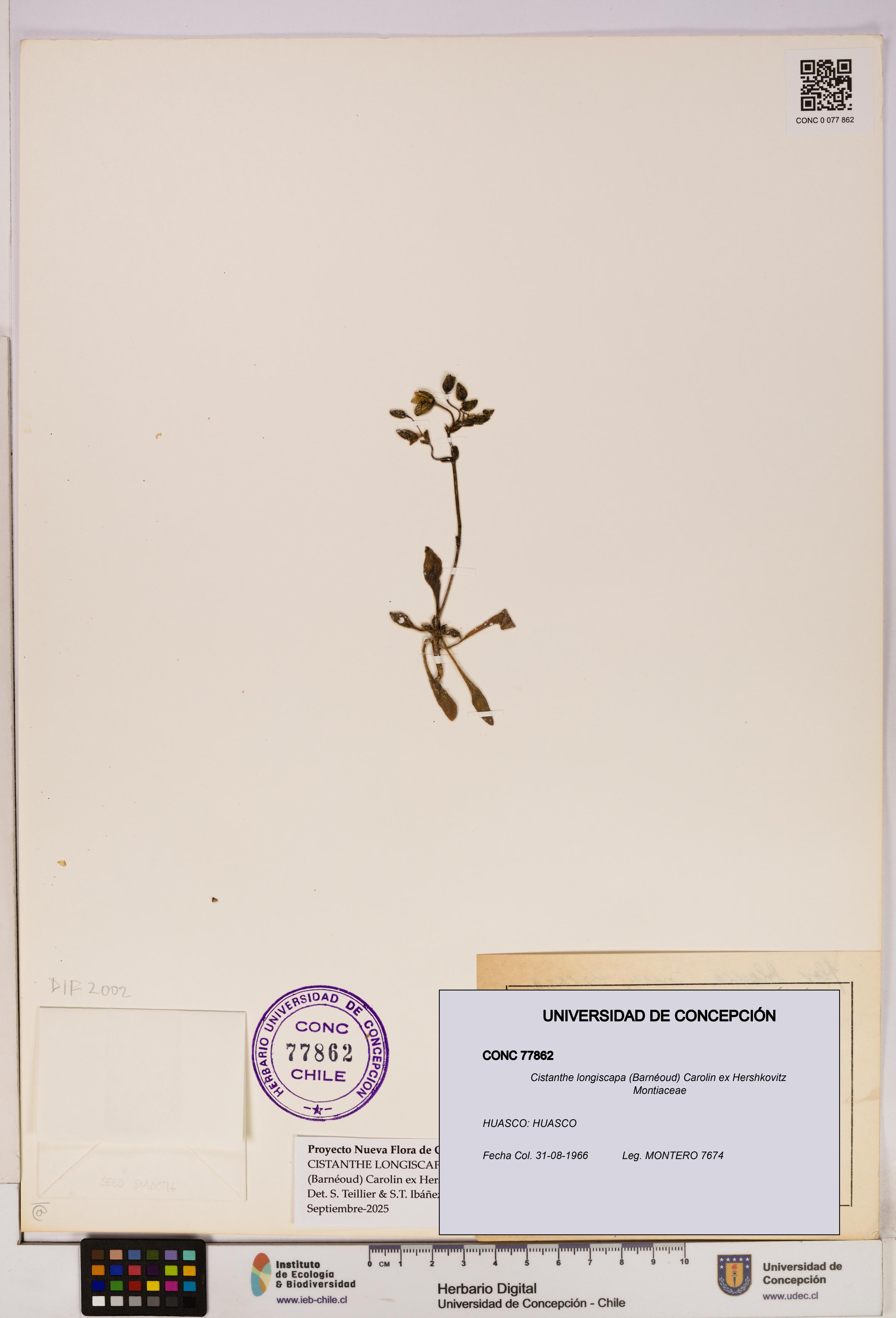 Cistanthe longiscapa [Espécimen: UDEC:CONC:0077862]