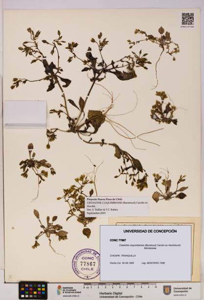 Cistanthe coquimbensis [Espécimen: UDEC:CONC:0077867]