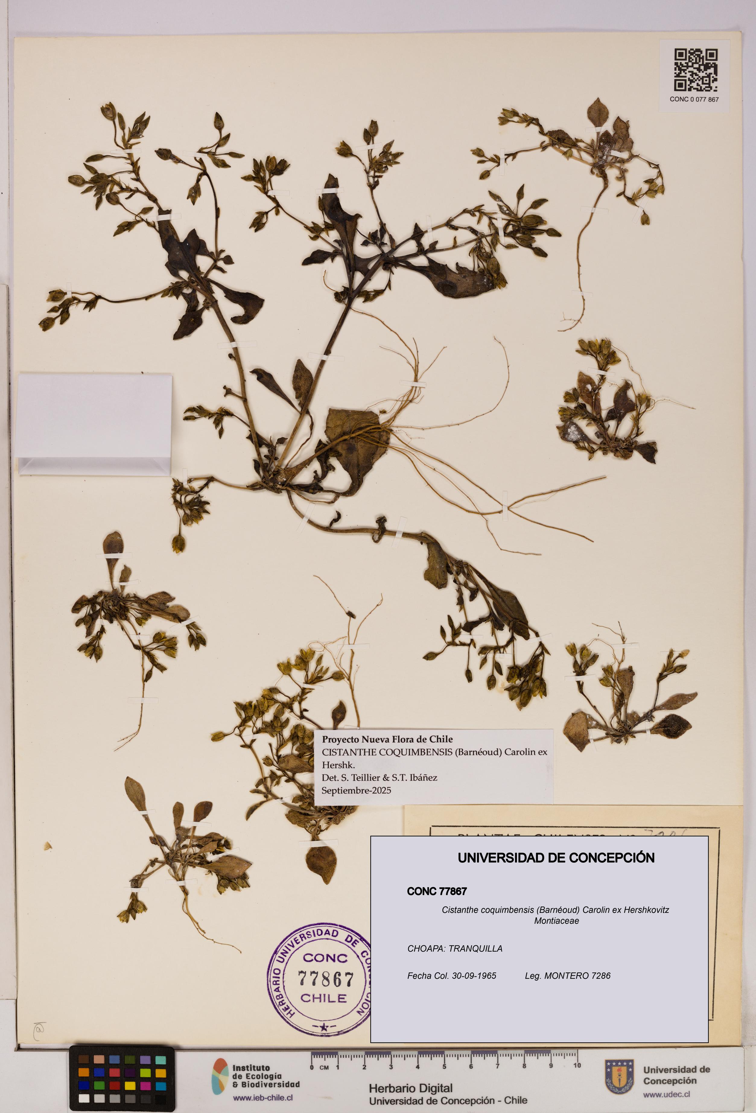 Cistanthe coquimbensis [Espécimen: UDEC:CONC:0077867]