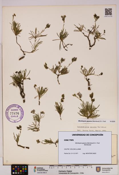 Montiopsis gayana [Espécimen: UDEC:CONC:0077876]