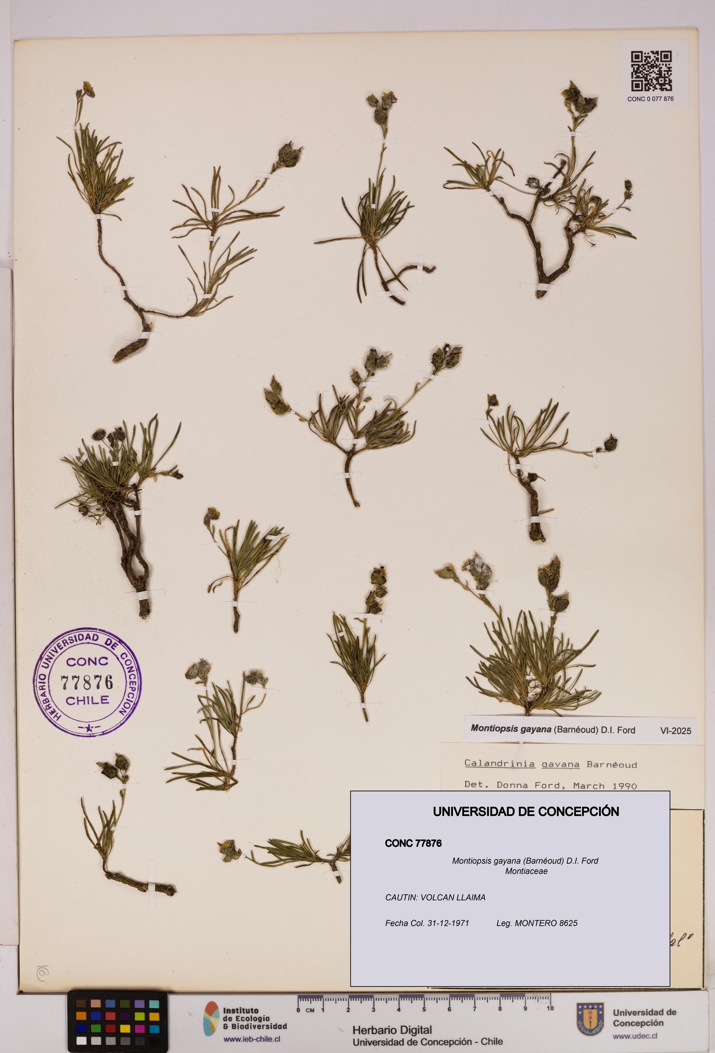 Montiopsis gayana [Espécimen: UDEC:CONC:0077876]