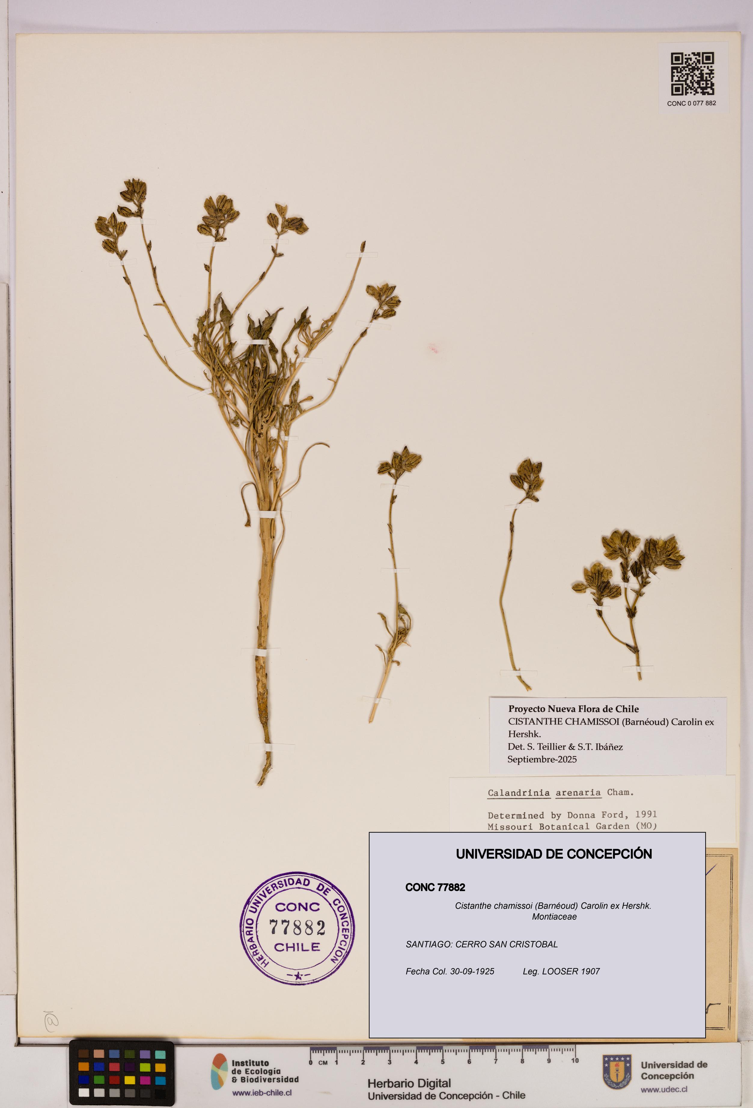 Cistanthe chamissoi [Espécimen: UDEC:CONC:0077882]