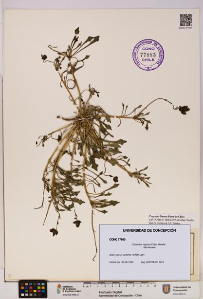 Cistanthe trigona [Espécimen: UDEC:CONC:0077883]