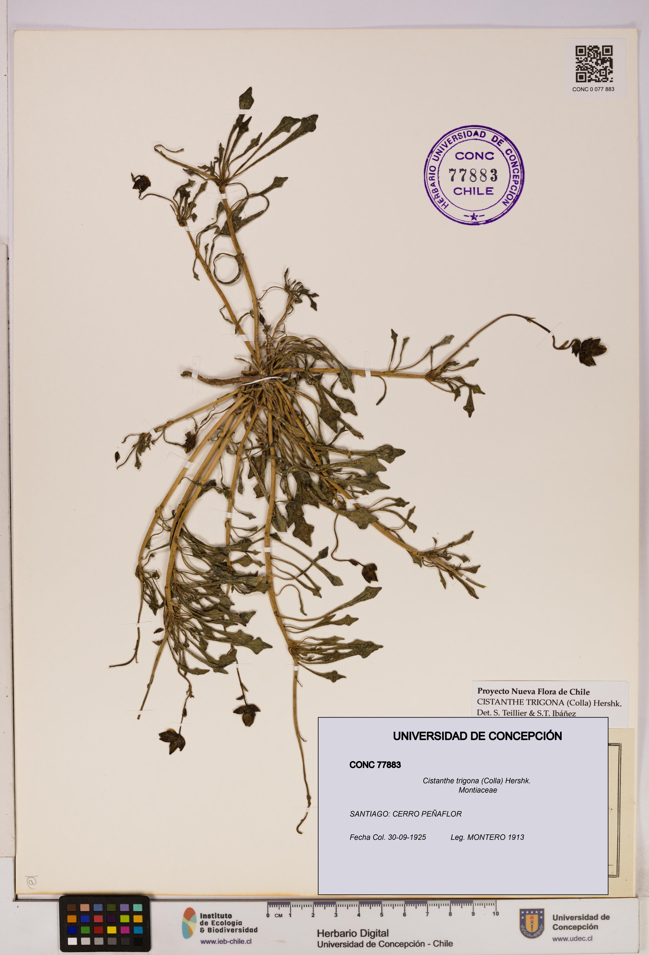 Cistanthe trigona [Espécimen: UDEC:CONC:0077883]