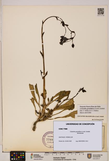 Cistanthe grandiflora [Espécimen: UDEC:CONC:0077888]