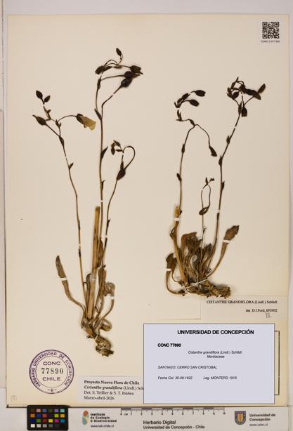 Cistanthe grandiflora [Espécimen: UDEC:CONC:0077890]
