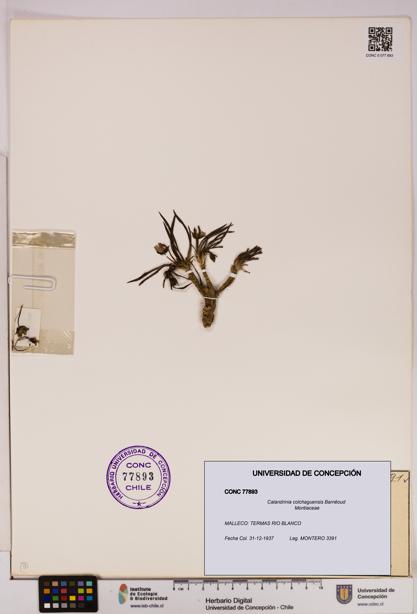 Calandrinia colchaguensis [Espécimen: UDEC:CONC:0077893]