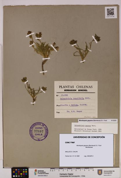 Montiopsis gayana [Espécimen: UDEC:CONC:0077897]