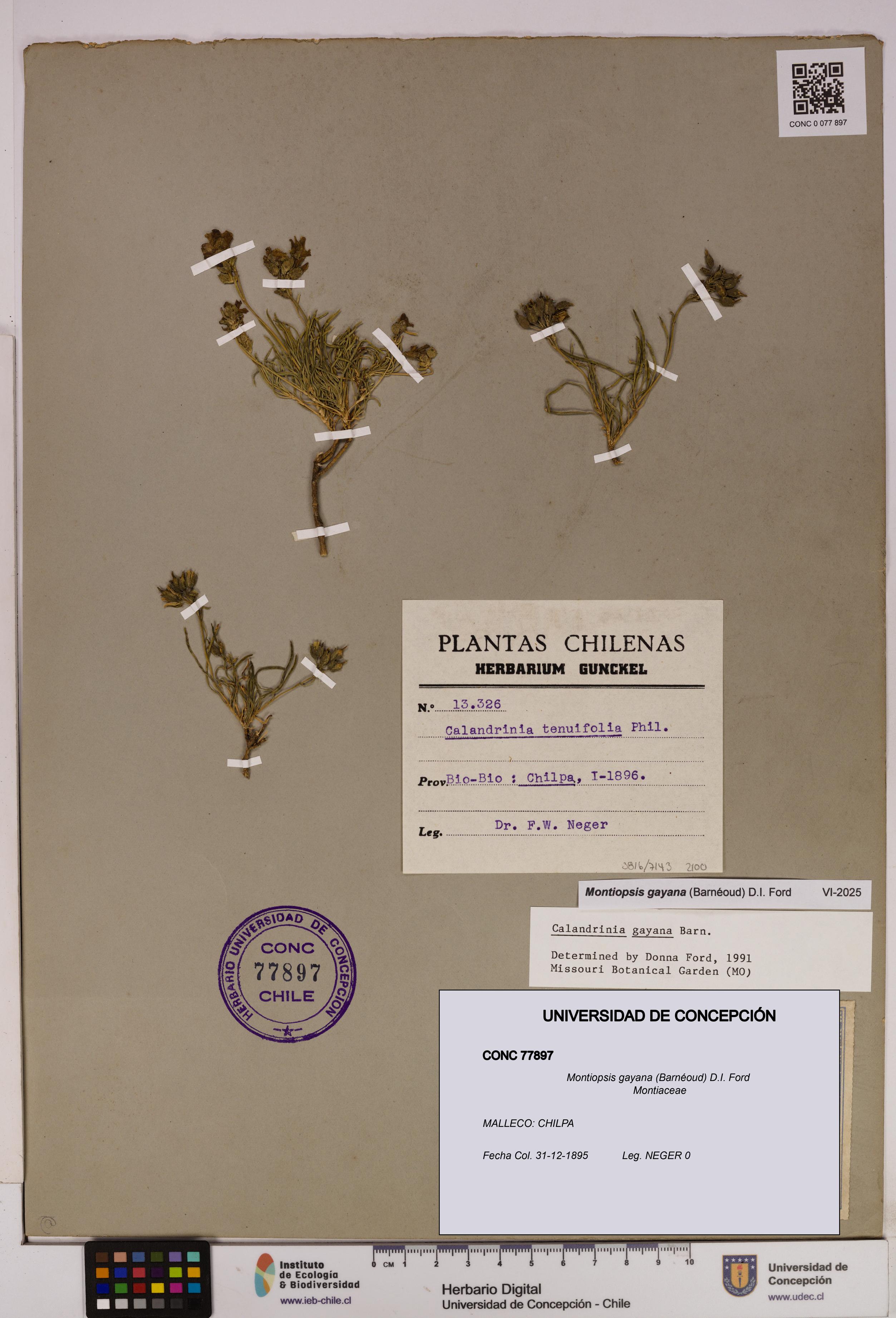 Montiopsis gayana [Espécimen: UDEC:CONC:0077897]