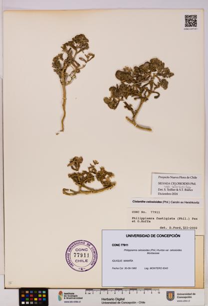 Philippiamra celosioides [Espécimen: ]