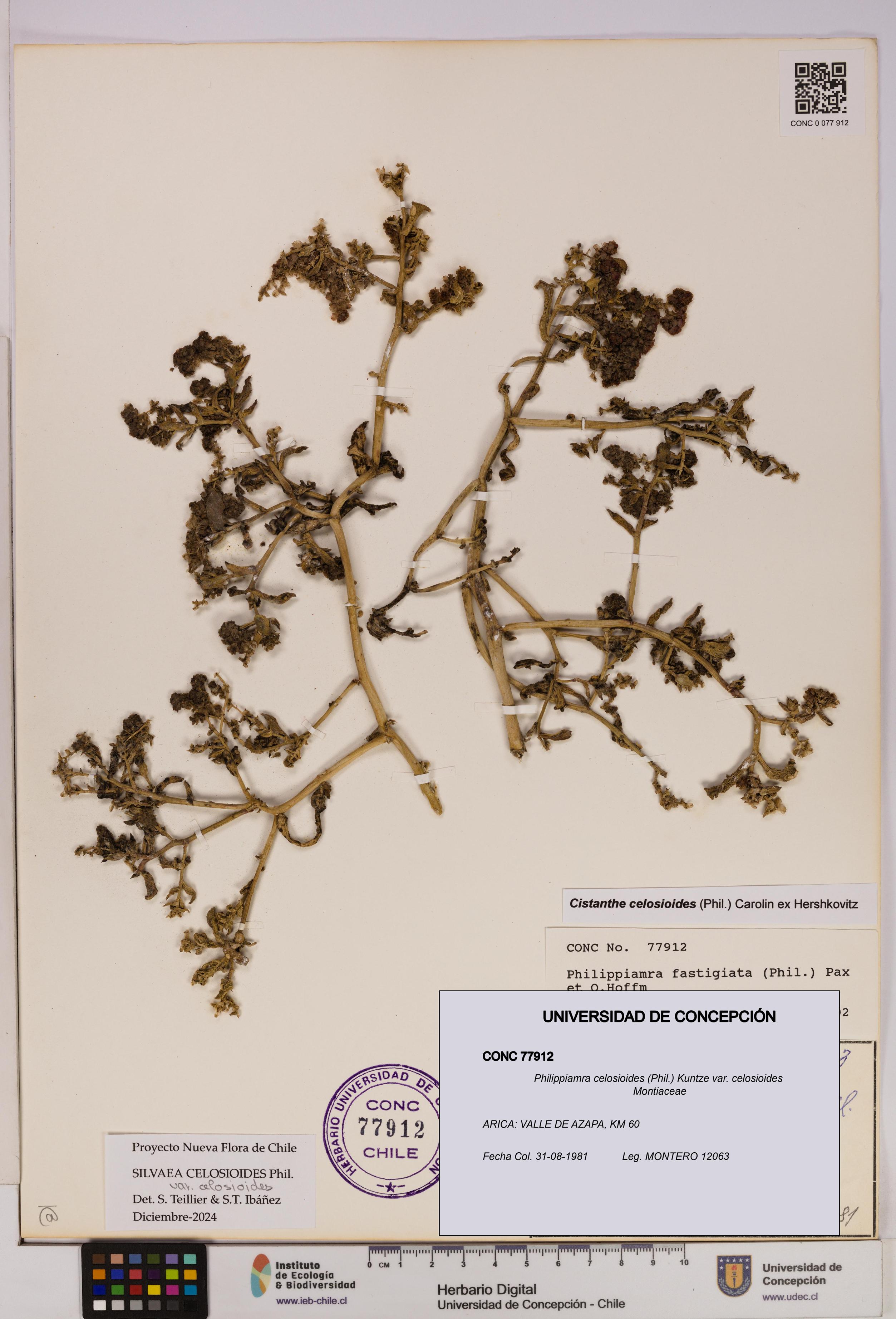 Philippiamra celosioides [Espécimen: ]