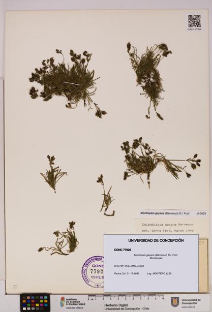 Montiopsis gayana [Espécimen: UDEC:CONC:0077926]