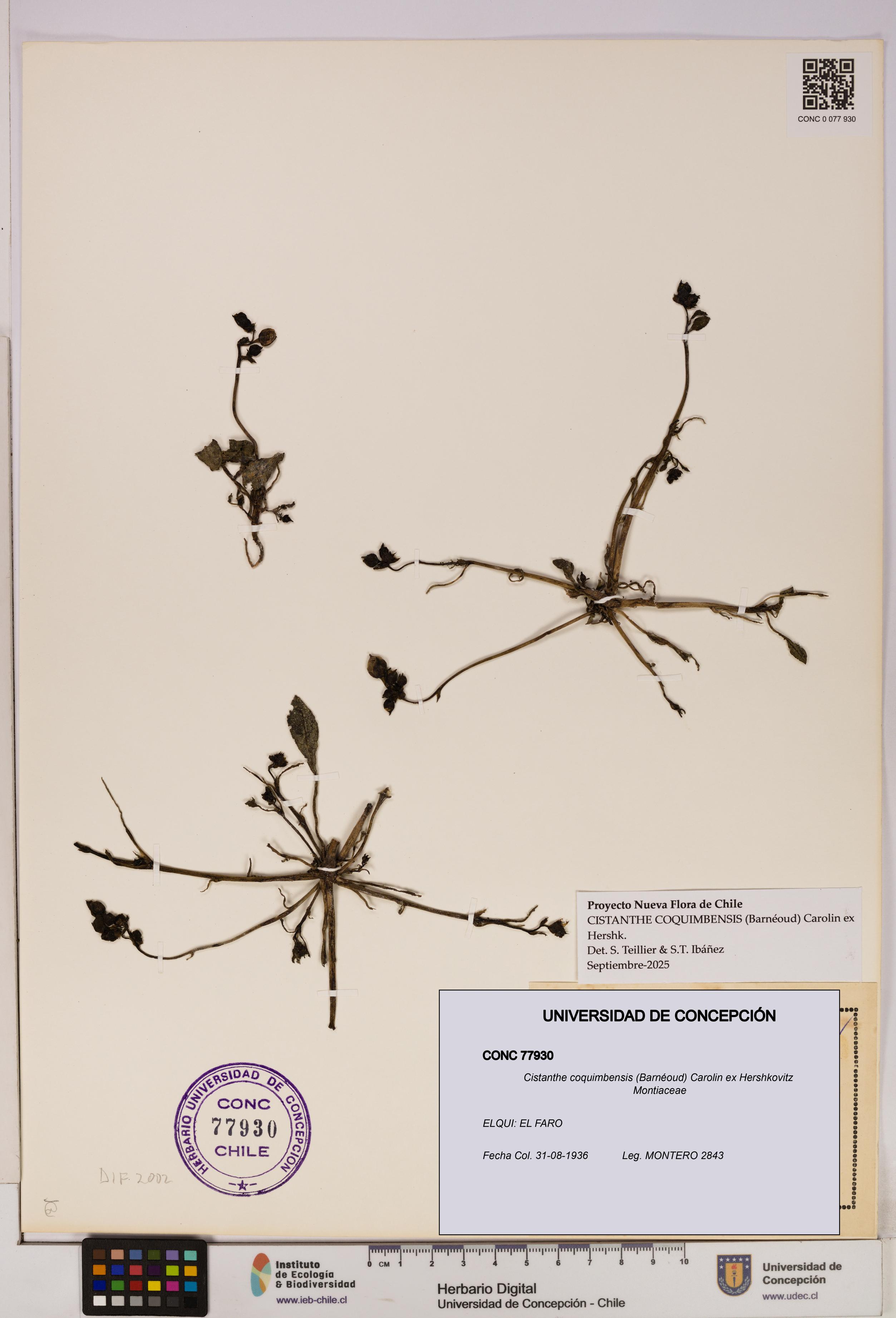 Cistanthe coquimbensis [Espécimen: UDEC:CONC:0077930]