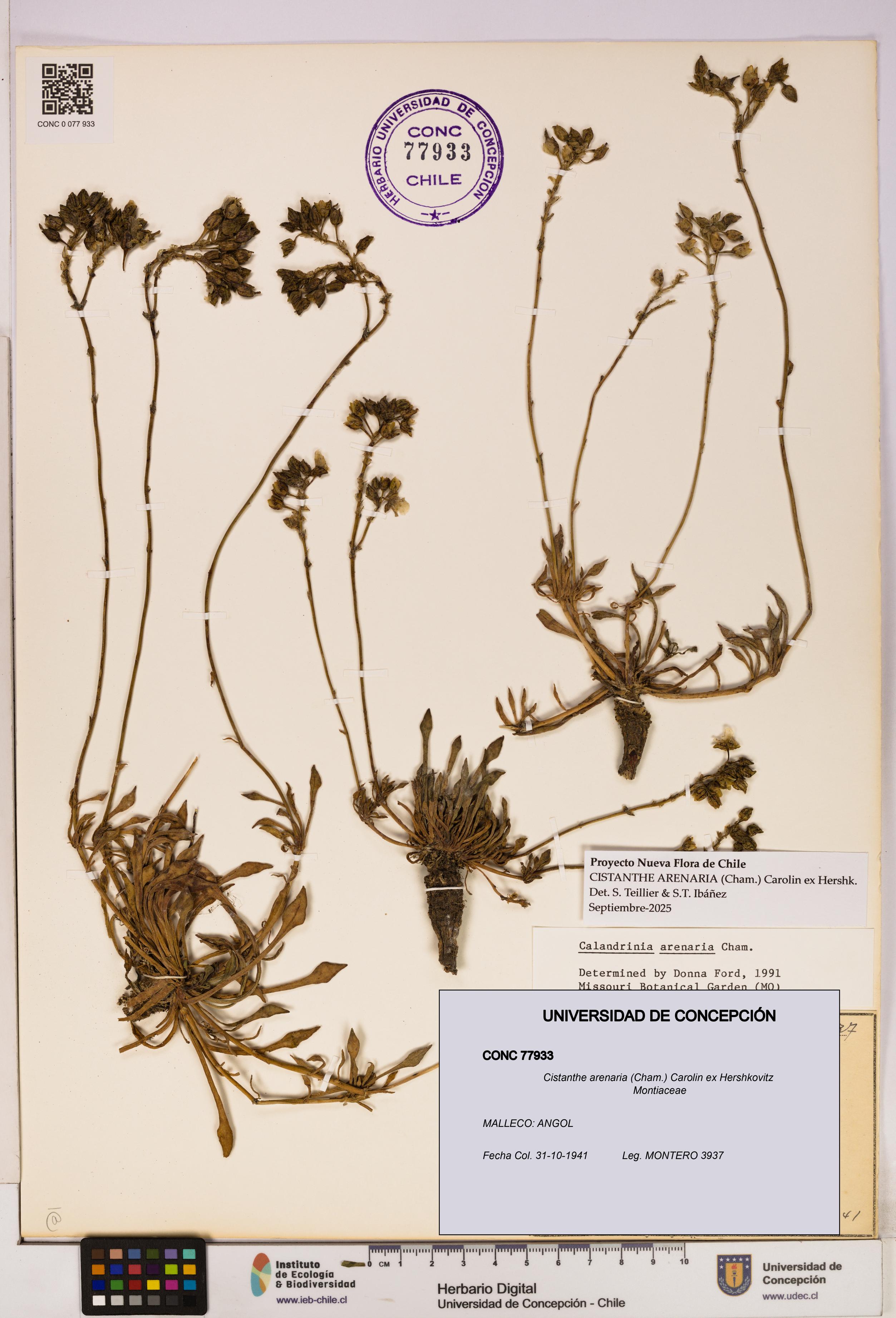 Cistanthe arenaria [Espécimen: UDEC:CONC:0077933]