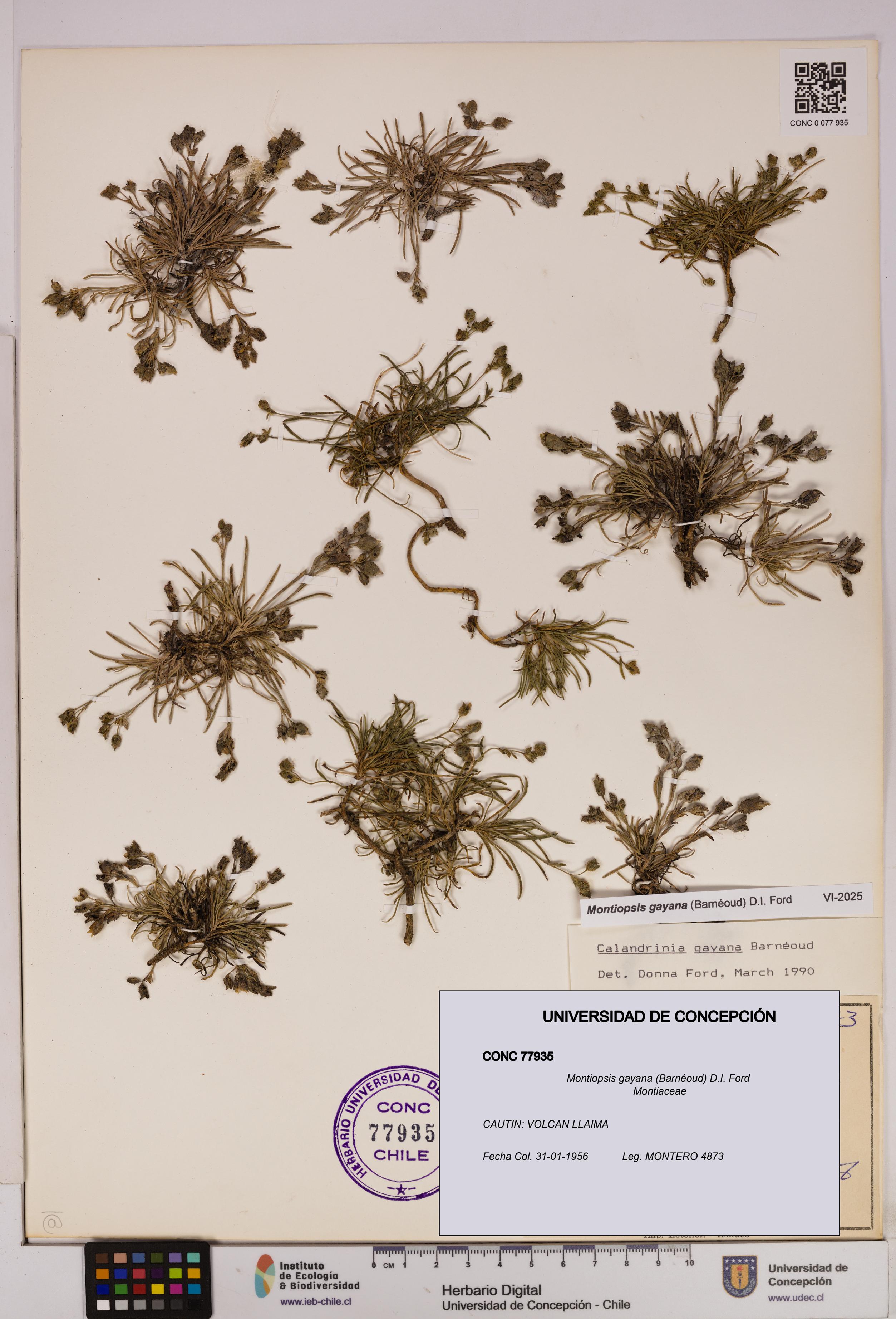 Montiopsis gayana [Espécimen: UDEC:CONC:0077935]