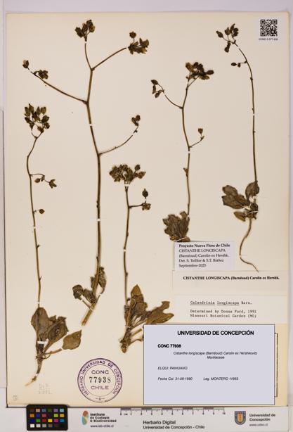 Cistanthe longiscapa [Espécimen: UDEC:CONC:0077938]