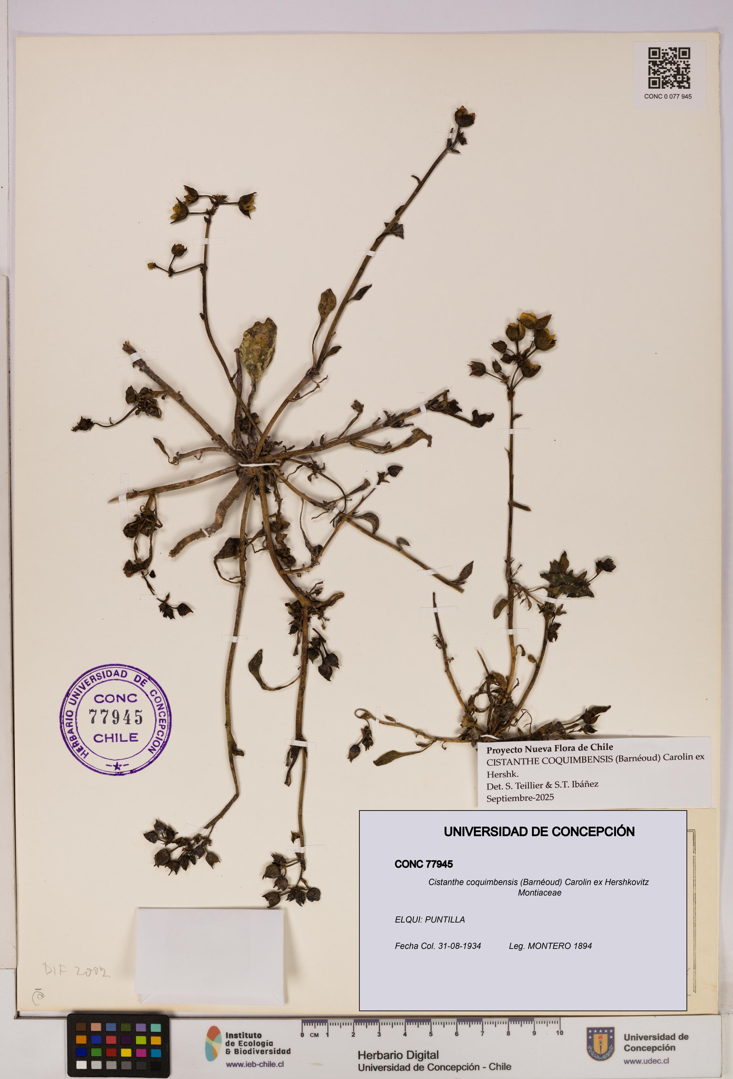 Cistanthe coquimbensis [Espécimen: UDEC:CONC:0077945]