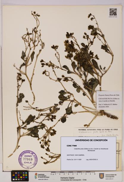 Cistanthe picta [Espécimen: UDEC:CONC:0077949]