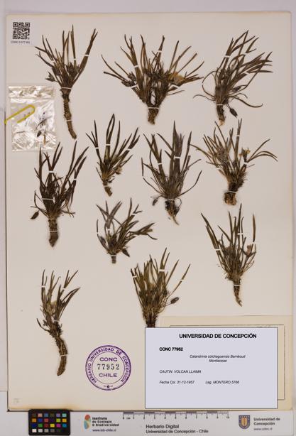 Calandrinia colchaguensis [Espécimen: UDEC:CONC:0077952]