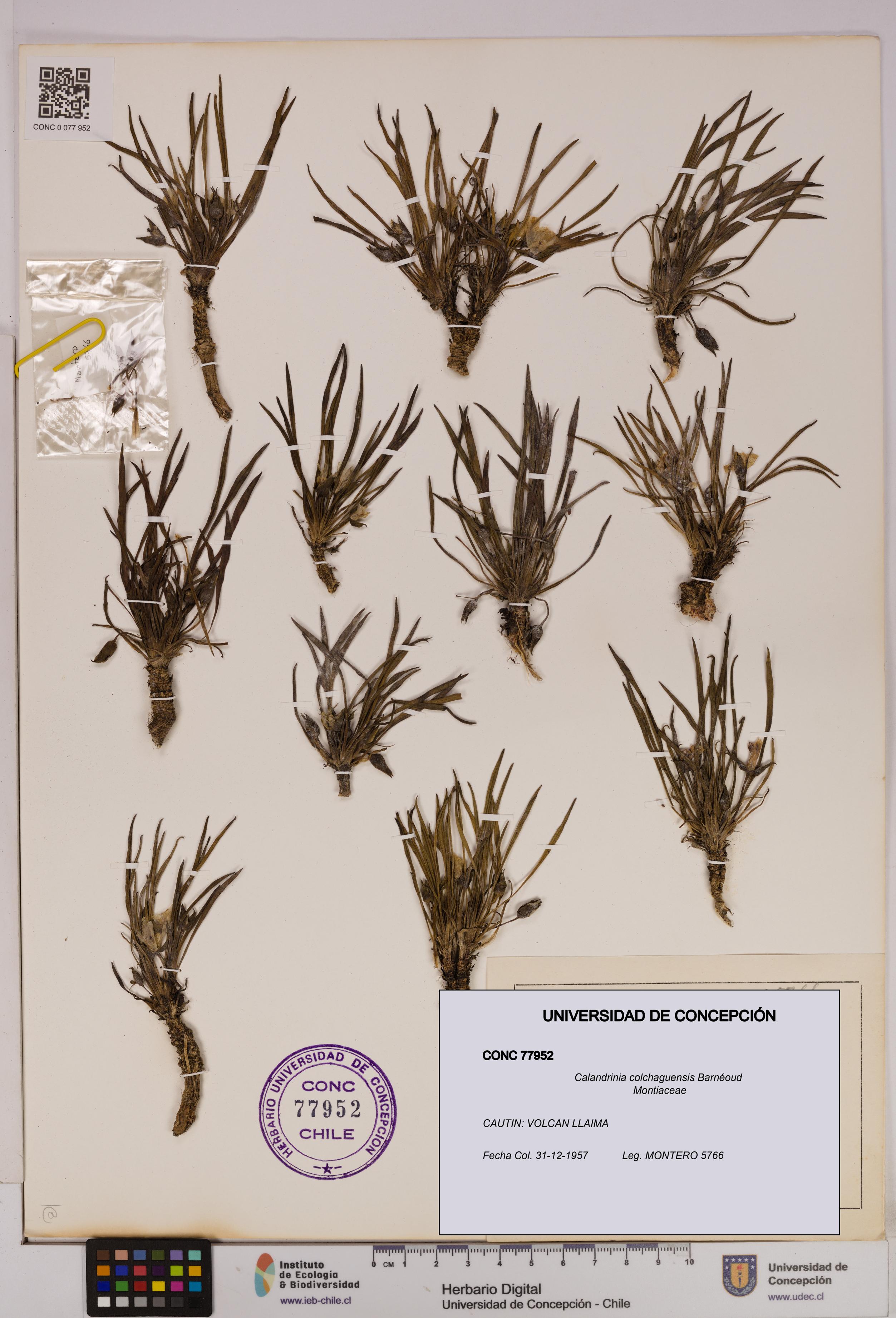 Calandrinia colchaguensis [Espécimen: UDEC:CONC:0077952]