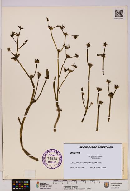 Portulaca oleracea [Espécimen: UDEC:CONC:0077955]