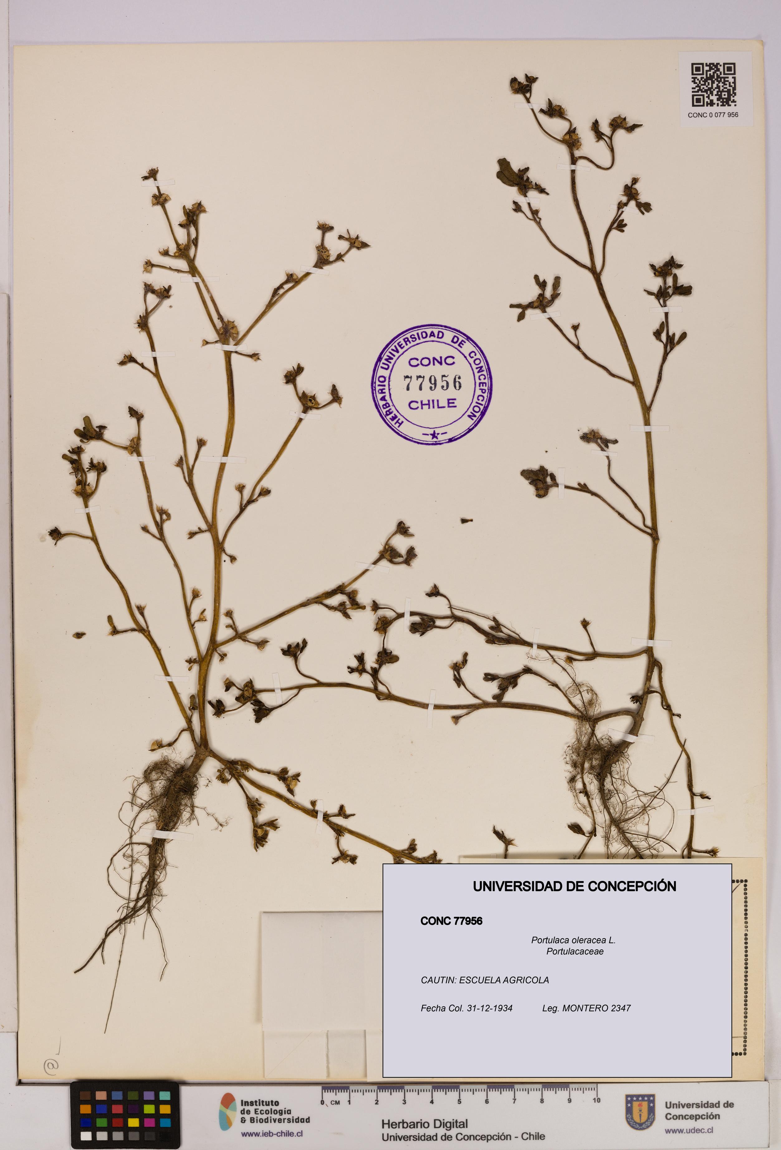 Portulaca oleracea [Espécimen: UDEC:CONC:0077956]