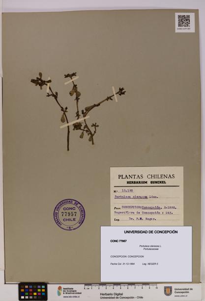Portulaca oleracea [Espécimen: UDEC:CONC:0077957]