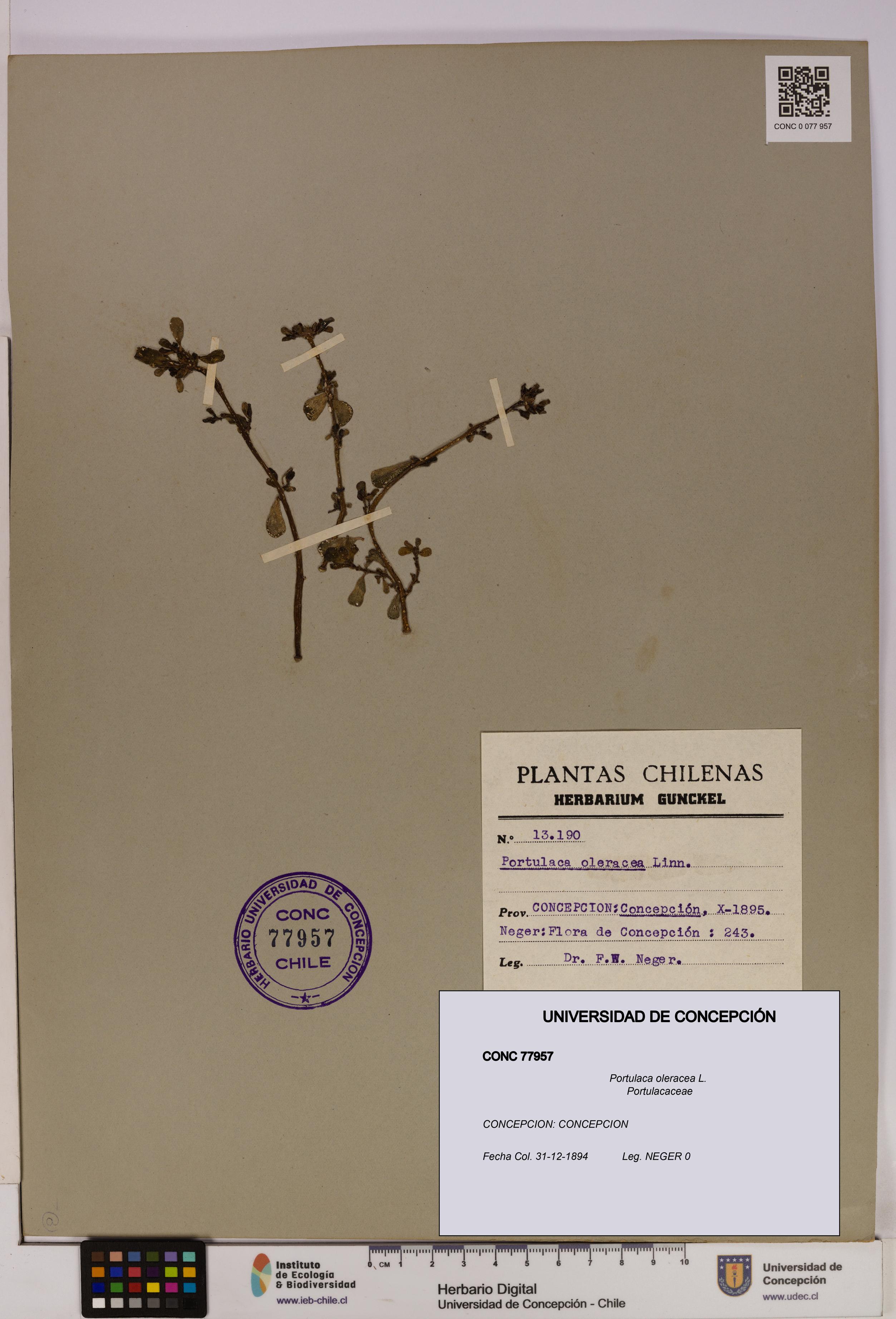 Portulaca oleracea [Espécimen: UDEC:CONC:0077957]