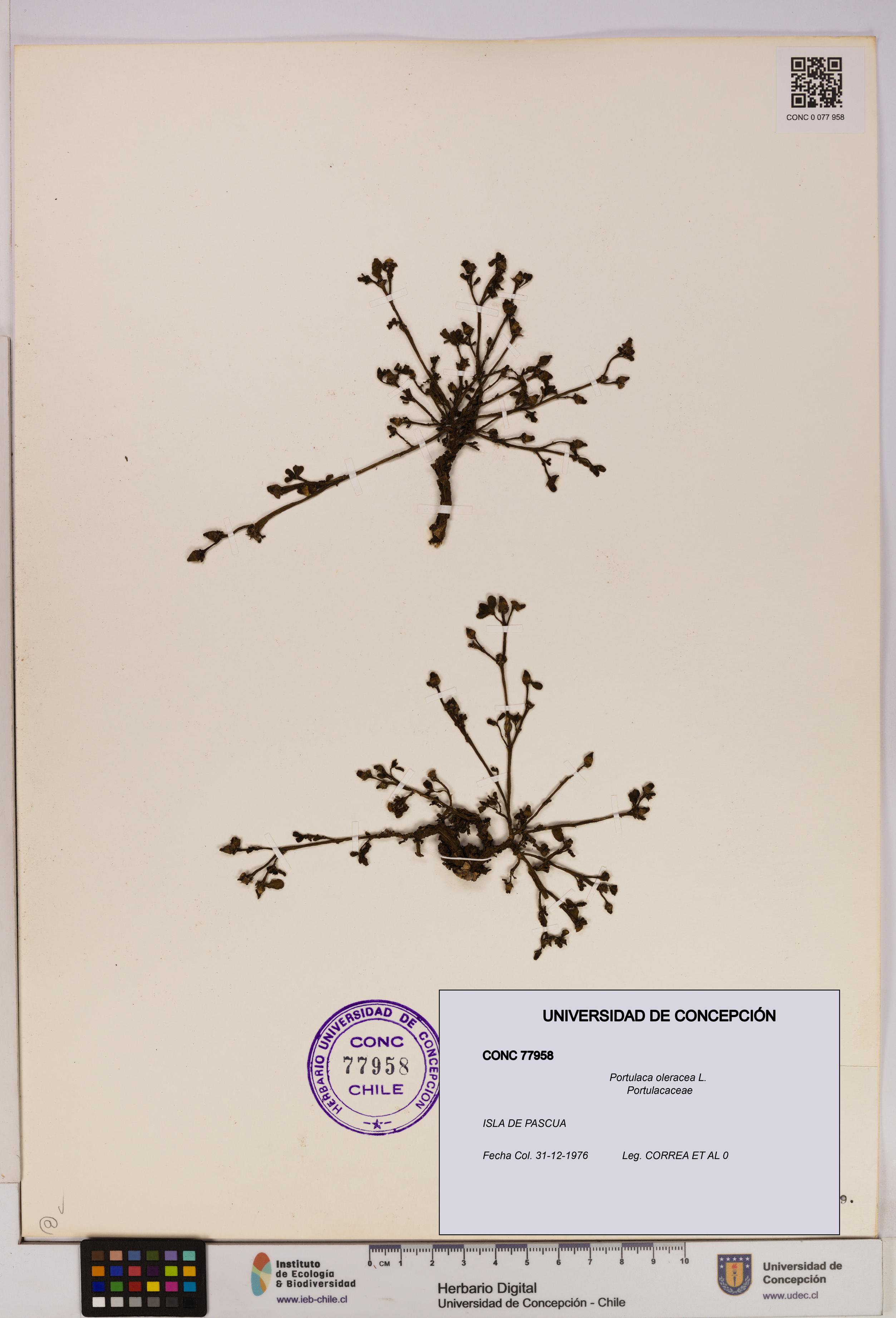 Portulaca oleracea [Espécimen: UDEC:CONC:0077958]