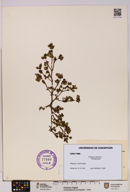 Portulaca oleracea [Espécimen: UDEC:CONC:0077960]